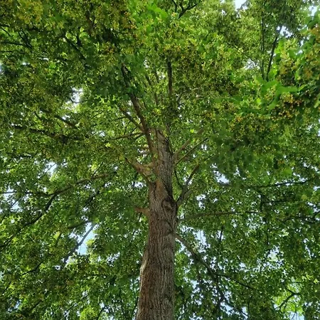 Independante N1 - Bretzel Et Bergamote Richtolsheim